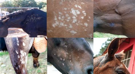 enfermedades comunes en caballos